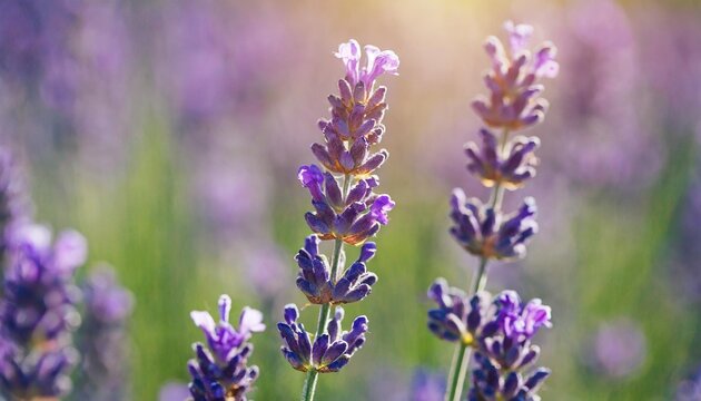 purple lavender flowers field at summer with burred background close up macro image