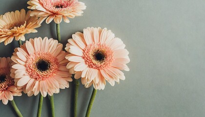 beautiful pastel peachy gerbera flowers aesthetic minimal floral composition with copy space