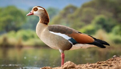 egyptian goose in south africa