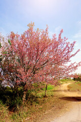 Cherry blossom spring season in the morining