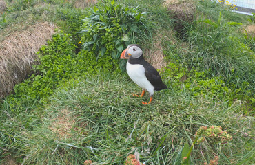 Atlantic Puffins (Fratercula arctica) at Borgarfjörður eystri, Eastern Iceland. Puffin outside the burrow. The puffins come to nest.