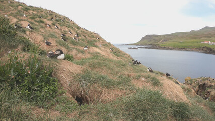 Atlantic Puffins (Fratercula arctica) at Borgarfjörður eystri, Eastern Iceland. Puffin outside the burrow. The puffins come to nest.