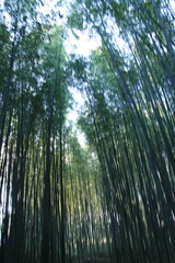 京都・嵯峨野の竹林