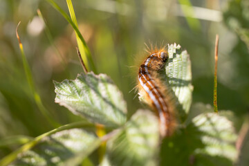 Lackey moth caterpillar, Malacosoma neustria. 
