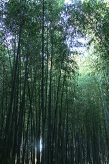 京都・嵯峨野の竹林