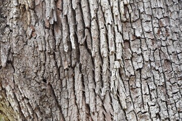 texture bark of live oak tree