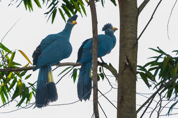 The great blue turaco (Corythaeola cristata)
