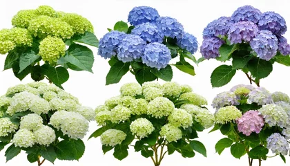 Fototapeten set of hydrangea arborescens annabelle bush shrub isolated png on a transparent background perfectly cutout © Kira