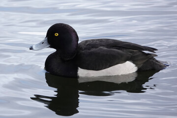 Drake Tufted Duck (Aythya fuligula)