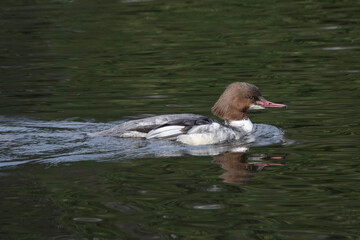 Female Goosander, aka Common Merganser (Mergus merganser) on a British lake