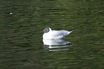 Black-headed Gull (Chroicocephalus ridibundus) approaching summer plumage