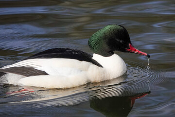 Drake Goosander, aka Common Merganser (Mergus merganser), on a British Lake
