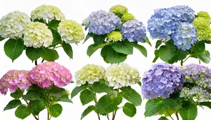 Foto op Canvas set of hydrangea arborescens annabelle bush shrub isolated png on a transparent background perfectly cutout © Kira