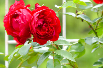 バラ園の美しいバラ　滋賀県野洲市近江富士花緑公園