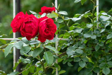 バラ園の美しいバラ　滋賀県野洲市近江富士花緑公園