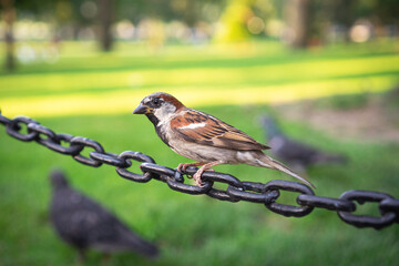 sparrow on a fence