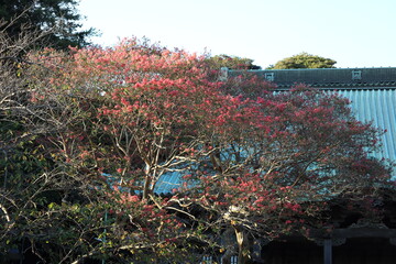 お寺で咲くサルスベリの花がある風景　龍口寺