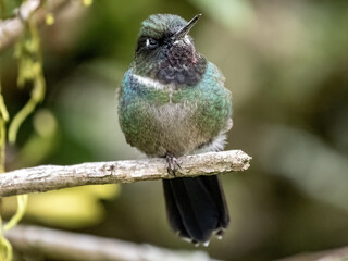 Short-tailed Emerald, Chlorostilbon porttmani, sits on a twig and observes the surroundings. Colombia.