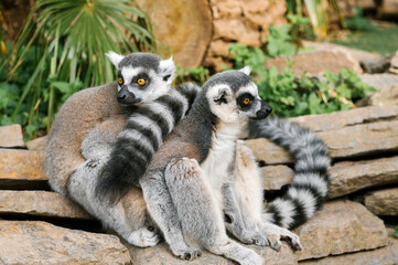 Pair of Lemurs on Stone in Habitat