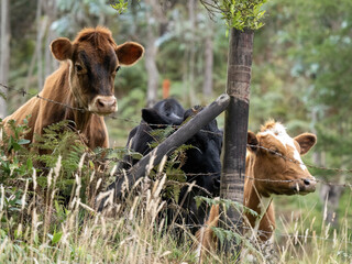 Domestic cattle bleat behind the fence of the paddock. Colombia.