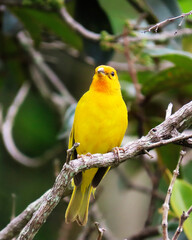 bird, canary with its characteristic yellow color in its habitat surrounded by nature