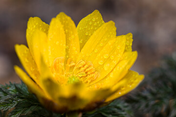 雨上がりの福寿草