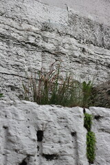 old stone wall and tree