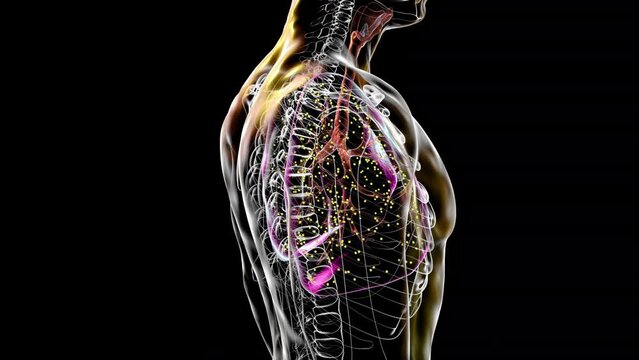 Lung miliary tuberculosis, a disseminated form of tuberculosis characterized by numerous tiny lesions scattered throughout the lungs, 3D animation.
