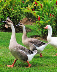geese and ducks of various species that live in wetlands, walking in their natural habitat