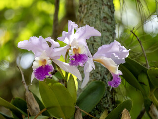 Blooming orchid on a tree. Colombia © vladislav333222
