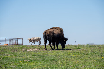 Buffalo herd and Bison Herd on green hilltop with blue sky