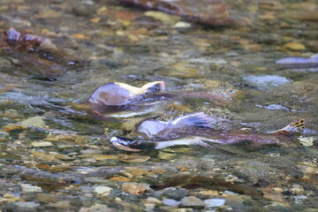 秋の始まりの北海道、知床の川に婚姻色に染まったカラフトマスが激流を乗り越えて遡上してきます。