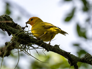 Saffron Finch, Sicalis flaveola, stands on a branch observing the surroundings. Colombia