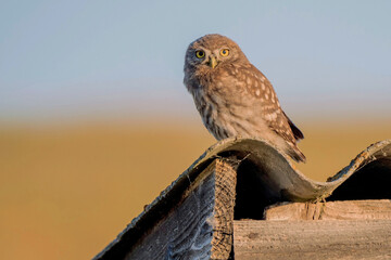 Little Owl