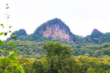 Teak forest on mountain was shrouded in white mist. Abundance of tropical forest have teak or...