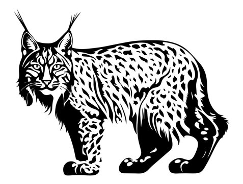 recommend clip art: Lynx or bobcat standing an looking forward, black vector design against white background black vector design against white background 
