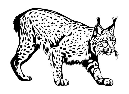 bobcat goes quietly forward, detailed illustration showcasing the magnificent spotted coat and powerful black vector design against white background 
