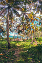 Caribbean beach in the paradise