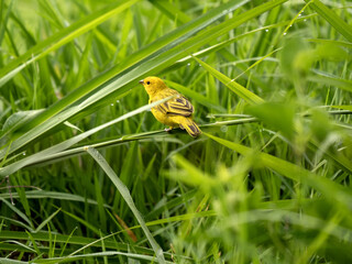 Saffron Finch, Sicalis flaveola, stands on a branch observing the surroundings. Colombia
