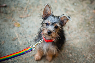 A shaggy puppy in a collar with a leash sits and looks at the camera. Walking the dog