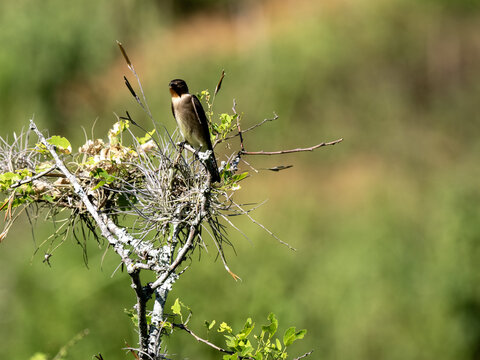 Brown-chested Martin, Progne tapera sits on top of a bush and looks around. Colombia.