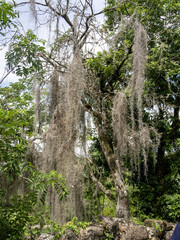 Massive curtains of tillandsia usneoides. Valle Del Cocora, Colombia.