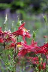 pink flower growing in the summer garden