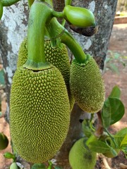 The jackfruit is the fruit of jack tree Artocarpus heterophyllus, a species of tree in the fig, mulberry, and breadfruit family.