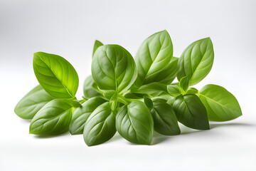Fototapeta premium basil leaves