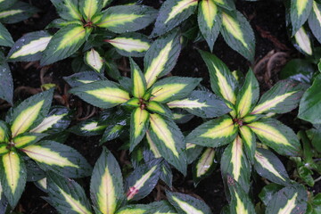 Fototapeta premium Green leaves in the garden