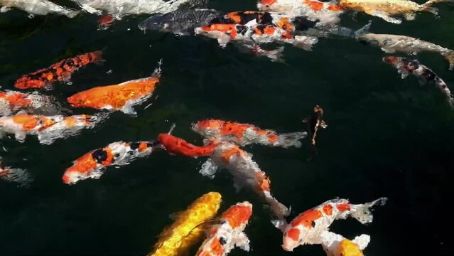 Colorful Koi Ensemble Gliding in the Pond