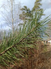 close up of pine needles, spruce in the forest, needles