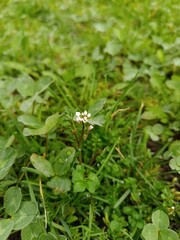 green grass