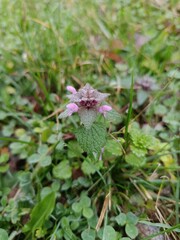 deadnettle in spring